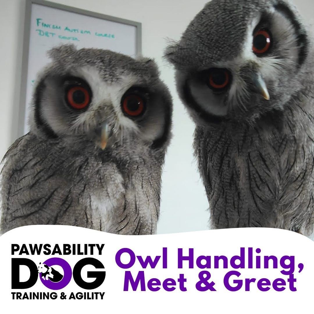 Owl Handling and Meet & Greet 12pm