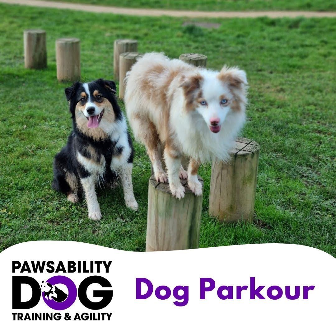 Dog Parkour
