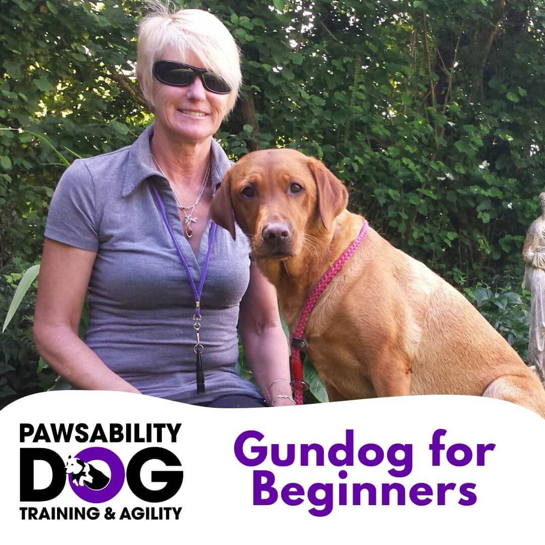 Gundog for Beginners