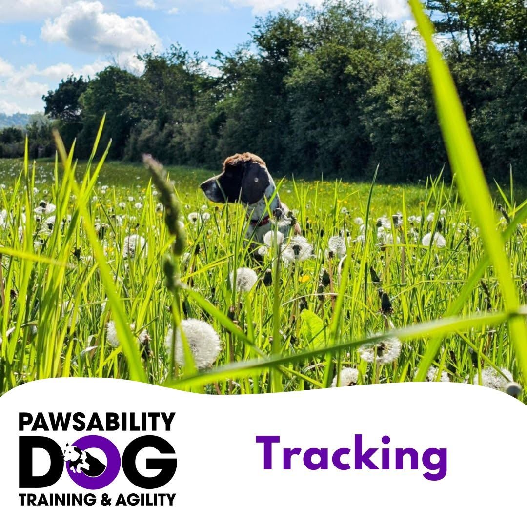 Tracking 12.30pm
